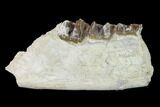 Fossil Running Rhino (Hyracodon) Jaw Section - South Dakota #146346-1